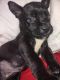 American Bully Puppies for sale in Cleveland, OH, USA. price: NA