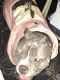 American Bully Puppies for sale in Brockton, MA, USA. price: NA