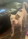 American Bully Puppies for sale in Ashtabula, OH 44004, USA. price: $900