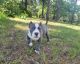 American Bully Puppies for sale in Lecanto, FL, USA. price: $2,500