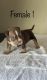 American Bully Puppies for sale in Tempe, AZ 85282, USA. price: $1,500