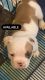 American Bully Puppies for sale in New Castle, DE 19720, USA. price: $1,000
