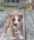 American Bully Puppies for sale in Calvert County, MD, USA. price: NA