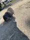 American Bully Puppies for sale in Southern Maryland, MD, USA. price: $1,500