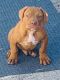 American Bully Puppies for sale in San Francisco Bay Area, CA, USA. price: NA
