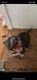 American Bully Puppies for sale in Tucson, AZ, USA. price: NA
