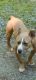 American Bully Puppies for sale in Burlington, NC, USA. price: $400