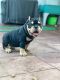 American Bully Puppies for sale in Pittsburg, CA, USA. price: NA