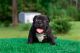 American Bully Puppies for sale in Rincon, GA 31326, USA. price: NA