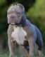 American Bully Puppies for sale in Gainesville, FL, USA. price: NA