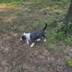 American Bully Puppies for sale in Stonewall, LA 71078, USA. price: NA