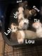 American Bully Puppies for sale in 990 Cypress Station Dr, Houston, TX 77090, USA. price: NA
