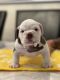 American Bully Puppies for sale in Fort Myers, FL, USA. price: NA