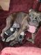 American Bully Puppies for sale in Roseville, MI 48066, USA. price: $1,000