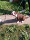American Bully Puppies for sale in Calumet City, IL, USA. price: $800
