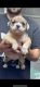American Bully Puppies for sale in Evansville, IN, USA. price: NA