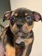 American Bully Puppies for sale in Killeen, TX, USA. price: $3,500