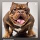 American Bully Puppies for sale in West Allis, WI, USA. price: $6,000
