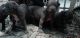 American Bully Puppies for sale in Columbus, GA 31906, USA. price: NA