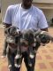 American Bully Puppies for sale in Queens, NY, USA. price: $2,500