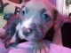 American Bully Puppies for sale in Roanoke, VA, USA. price: $700