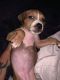 American Bully Puppies for sale in Lansing, MI 48912, USA. price: $400