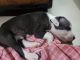 American Bully Puppies for sale in DLF Phase 1, Sector 26, Gurugram, Haryana 122002, India. price: 10000 INR