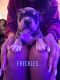 American Bully Puppies for sale in Melbourne, FL 32935, USA. price: NA