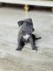 American Bully Puppies for sale in Ajmer, Rajasthan, India. price: 25000 INR