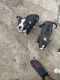 American Bully Puppies for sale in Ontario, CA, USA. price: $800
