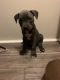 American Bully Puppies for sale in Grand Blanc, MI 48439, USA. price: $400