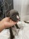 American Bully Puppies for sale in Spring Lake, NC, USA. price: $400