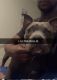 American Bully Puppies for sale in 4753 Duncanville Rd, Dallas, TX 75236, USA. price: NA