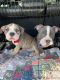 American Bully Puppies for sale in London, KY, USA. price: NA