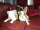 American Bully Puppies for sale in Merrillville, IN, USA. price: NA
