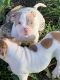 American Bully Puppies for sale in Mesquite, TX 75149, USA. price: NA