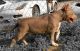 American Bully Puppies for sale in Tucson, AZ, USA. price: $3,000