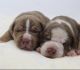 American Bully Puppies for sale in Chesapeake, VA, USA. price: $2,500