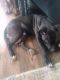 American Bully Puppies for sale in San Antonio, TX 78244, USA. price: NA