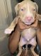 American Bully Puppies for sale in Washington, DC, USA. price: $750