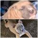 American Bully Puppies for sale in Bakersfield, CA 93309, USA. price: NA