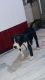 American Bully Puppies for sale in Lohia Nagar, Ghaziabad, Uttar Pradesh, India. price: 25000 INR