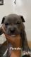 American Bully Puppies for sale in Norcross, GA, USA. price: NA