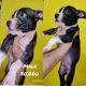 American Bully Puppies for sale in Bhagalpur, Bihar, India. price: NA