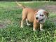 American Bully Puppies for sale in Goldsboro, NC 27534, USA. price: NA