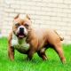 American Bully Puppies for sale in Flossmoor, IL 60422, USA. price: NA