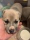 American Bully Puppies for sale in Great Falls, SC 29055, USA. price: $350