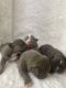 American Bully Puppies for sale in Lilburn, GA 30047, USA. price: NA