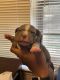 American Bully Puppies for sale in Memphis, TN, USA. price: $2,500