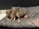 American Bully Puppies for sale in Barstow, CA, USA. price: $600